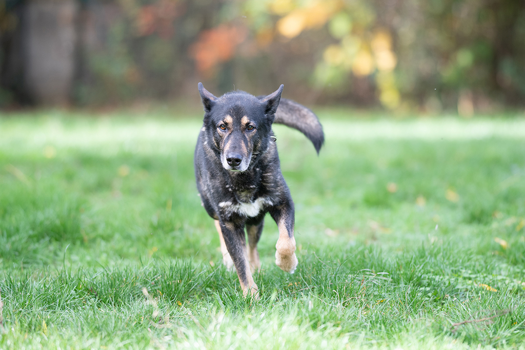 Hund Kurt